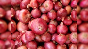 Oignons frais biologiques de qualité supérieure, enrichisseur de saveur naturelle pour la santé et les compléments nutritionnels - Product Image 3