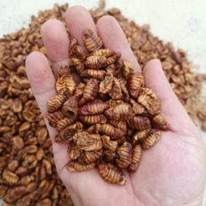 Crisalidi di Baco da Seta Essiccate al Microonde per Alimenti per Animali Domestici, 50%-70% Proteine, Approvato per l'Esportazione, Disponibile all'Ingrosso e OEM per l'Aggiunta all'Alimentazione Animale - Product Image 3