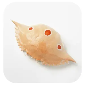 COQUILLE DE CRABE SÉCHÉE/COQUILLE DE CRABE/POUDRE DE COQUILLE DE MER pour ALIMENTATION, ENGRAIS // Mme Lima - Product Image 1