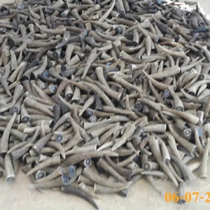 Cuchillo de punta de cuerno de búfalo sólido pulido tallado decoración del hogar estilos religiosos náuticos con estilo animal-artesanías naturales - Product Image 3