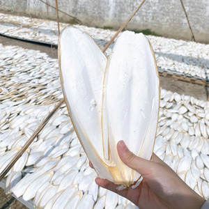 Meilleur prix os de seiche en vrac os de seiche secs et propres pour les importateurs en gros - Product Image 2