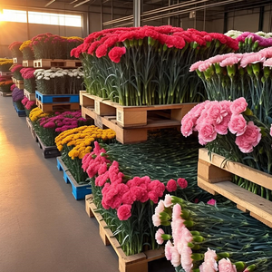 ดอกคาร์เนชั่นสดลำต้นหลากสีสำหรับตกแต่งงานแต่งงาน - Product Image 6