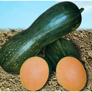 <span class=keywords><strong>Graines</strong></span> de courge <span class=keywords><strong>Butternut</strong></span> Cucurbita Moschata 5G Saveur délicate Fournitures de jardinage - Product Image 4