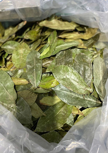 Feuilles de corossol séchées en vrac, thé de feuilles de graviola, produit naturel pour l'industrie du thé - Product Image 6