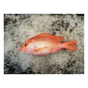 Mulet gris congelé, mulot rouge entier, poisson à pois bleus, fruits de mer frais en gros, poisson snapper blanc congelé - Product Image 5