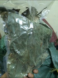 Hojas de Guanábana Secas/Hojas de Graviola - Venta al por Mayor en Grandes Cantidades a Bajo Precio desde Vietnam - Product Image 5