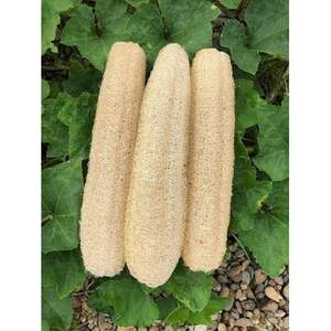 Wholesale Natural Loofah - Biodegradable, Sustainable, and Perfect for <b>Exfoliating</b> From VIET FARGIMEX - Product Image 3