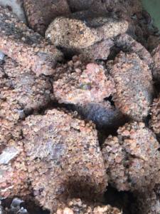 Poudre d'acacia de la plus haute qualité Sénégal Prix des produits agricoles-Gomme transformée Gomme arabe de qualité arabe du Soudan - Product Image 2