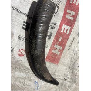 Corne à souffler de buffle 100 % naturelle de qualité supérieure, forme naturelle - Product Image 2