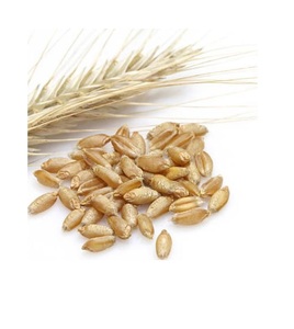 Triticale Premium disponible para la venta a granel, perfecto para alimentación animal y producción de alimentos, pida hoy - Product Image 3