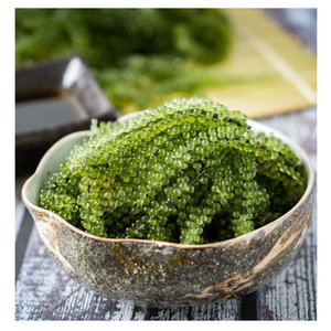 Raisins de mer de haute qualité en vert luxuriant, accent d'algues pour salades, raisins de mer faciles à utiliser directement, algues tendance pour la garniture - Product Image 2