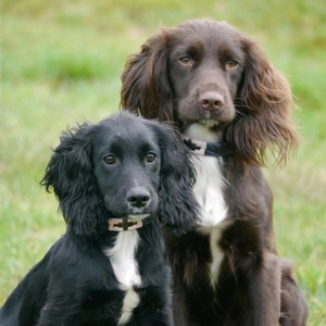 Collier de chien en cuir fait main de style Pampa de Divine International de luxe avec âme sud-américaine personnalisable et durable - Product Image 1