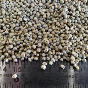 Millet vert de haute qualité avec personnaliser l'emballage pour la vente en vrac quantité - Product Image 6