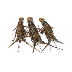 กุ้งมังกรสดคุณภาพสูงสำหรับขาย เหมาะสำหรับตลาดอาหารทะเลและการส่งออก - Product Image 4