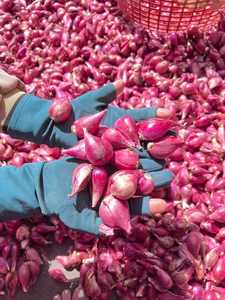 ก้อนหอมแดงแช่แข็ง | แช่แข็งสด | คุณภาพการส่งออก - Product Image 4