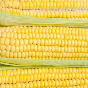 Maíz amarillo Venta al por mayor Suministro a granel 100% Cosecha fresca natural pura Exportación Maíz amarillo Premium para la industria de alimentación animal - Product Image 1