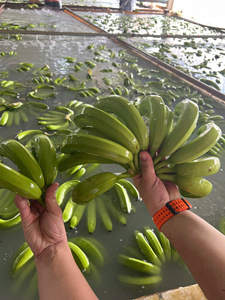 Fruits de montagne de qualité d'exportation du Vietnam Highland Cavendish Bananas avec une longue durée de conservation Idéal pour les supermarchés du monde entier - Product Image 2
