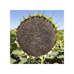 Semillas de girasol al por mayor, suministro a granel, precio con descuento, precio económico, granos frescos - Product Image 3