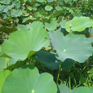 ห่ออาหารใบบัวสดวัสดุฟาร์มส่งออกจากเวียดนาม - Product Image 3