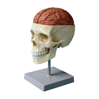 Modelo de Cráneo Humano de PVC con Sutura Craneal TIANLIAN, para Neurocirugía, Anatomía Cranial, Entrenamiento y Enseñanza Escolar