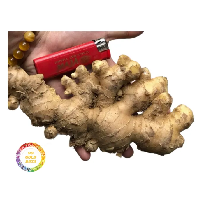 Newest Crop Fresh Elephant Ginger Top 20 Year Experience Supplier Cheapeast Wholesale Vietnam 2024 Fresh Ginger Export Standard