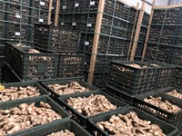 新鲜生姜价格新鲜食品定制包装越南制造商/最优惠价格越南出口生姜新鲜生姜