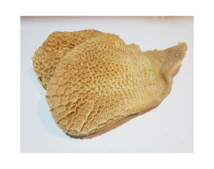 OMASUM DE BŒUF SALÉ PAS CHER, OMASUM ÉCHUETÉ ET TRIPE DE BŒUF CONGELÉS POUR L'EXPORTATION, Estomac de bœuf et tripes congelés sous vide, Faible teneur en matières grasses - Product Image 3