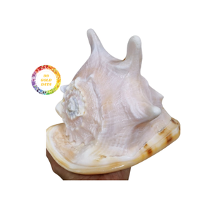 Conchas pulidas naturales para rellenos de jarrones Decoración costera sostenible de Vietnam - Product Image 1