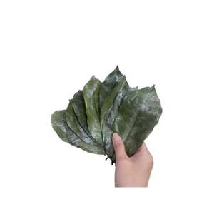 100% Hojas de Guanábana secas orgánicas naturales VIET NAM Venta caliente de VIET NAM con precio competitivo - Product Image 2