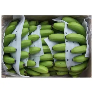 新鲜卡文迪许香蕉出口商黄色和绿色卡文迪许香蕉卡文迪许13千克纸箱