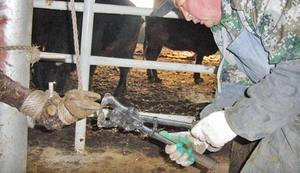 Cortador de Pezuñas y Uñas Veterinario Reutilizable de Aluminio, Herramienta Profesional para Recortar Patas de Ovejas, Cabras y Caballos - Product Image 5