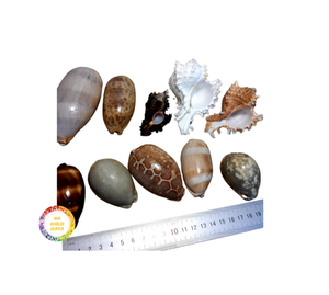 เปลือกหอยตกแต่งจากเวียดนามสีและขนาดต่างๆเหมาะสำหรับตกแต่งบ้านและเป็นของขวัญในราคาที่เหมาะสม - Product Image 1