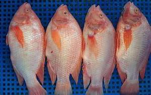 ปลานิลสีแดงแช่แข็งจากธรรมชาติเป็นแหล่งของอาหารทะเลที่สะอาดเหมาะสำหรับภูมิคุ้มกันและมีคุณค่าทางโภชนาการ - Product Image 4