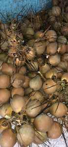 เนื้อมะพร้าวแช่แข็ง IQF เวียดนาม คุณภาพพรีเมียม ชิ้นสด ไขมันสูง สำหรับการผลิตกะทิและมะพร้าวอบแห้ง - Product Image 2