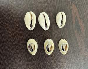 Conchas de cauri cortadas a medida en tamaños personalizados para diseñadores de joyas y tiendas de cuentas por 44 $ por Kg. - Product Image 2