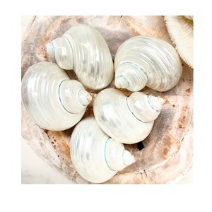 เปลือกหอยเทอร์โบสีเบอร์เบิร์กขัดเงาจากเวียดนามสำหรับตกแต่งบ้านคุณภาพหลากหลายพร้อมส่งออกไปทั่วโลก - Product Image 5