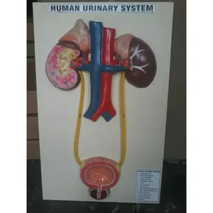 Modèle anatomique du système excretoire humain en PVC et plastique, outil pédagogique pour la science médicale et l'enseignement scolaire - Product Image 2