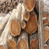 Livraison rapide des grumes de pin Radiata Prix de gros Achat direct pour les projets de bois de qualité supérieure