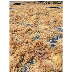 Cartilage d'algues pur et naturel séché pour une saveur adaptée aux nouilles à soupe et autres repas au goût authentique - Product Image 4