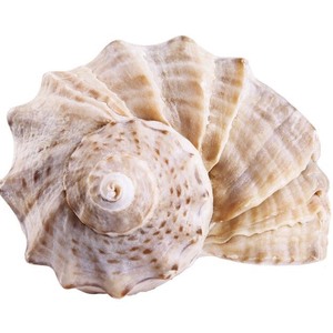 Coquillages de mer océan mixte décor de mariage plage thème fête coquillages décorations pour la maison Tom - Product Image 2