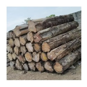 Troncos de Sapele para exportación Troncos de Sapele en todo el mundo para chapa de alta calidad Troncos de Sapele para cercado de madera - Product Image 3