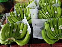 Vietnam Verse Cavendish Banaan Groene Banaan Exportleveranciers Van Vietnam Blue Lotus Goedkope Prijs 2025