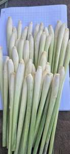 Hoja y tallo de hierba de limón congelados de alta calidad procesados por IQF en Vietnam para una distribución global confiable - Product Image 3