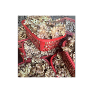 Rizoma natural de jengibre fresco al por mayor, ingrediente culinario para condimentos de alimentos y mercado de exportación cultivado en Vietnam - Product Image 5