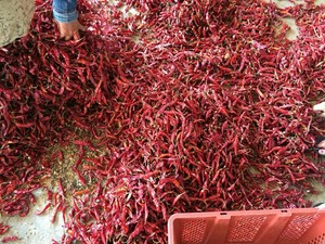 Piment séché du Vietnam / Vacances - Product Image 2