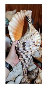 Trompeta enorme natural Triton amonita decoración pulida gran concha de caracol para artesanía o decoración a granel estilo Animal de concha marina - Product Image 4