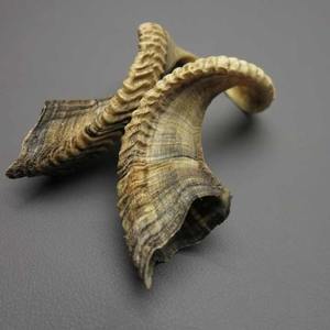 Corne de mouton, matériau de corne naturelle, produit artisanal écologique, produit animal poli, source pour la décoration intérieure de luxe, artisanat en forme de croissant - Product Image 3