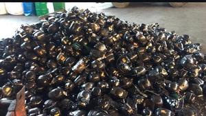 wholesale Cheap Good Quality <b>Used</b> Refrigerator Compressor Scrap <b>Used</b> Electric Motor Scrap for Industrial Usage Compressor Scrap - Product Image 5