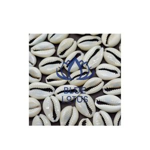 Conchas de capó blancas, superventas, 2022 - Product Image 6