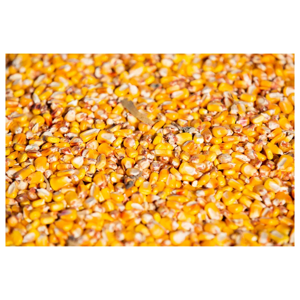 Sweet Yellow Corn Wholesale Non Gmo Bulk Canned Yellow Corn Maiz 185g